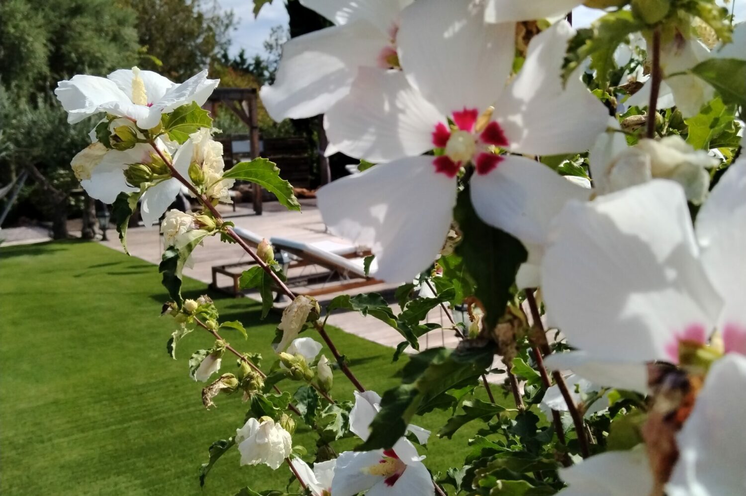fleurlemasdecotignac (2)